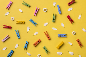 Spring or summer background: chamomiles, petals and many bright multicolored clothespins. Top view. Flat lay.