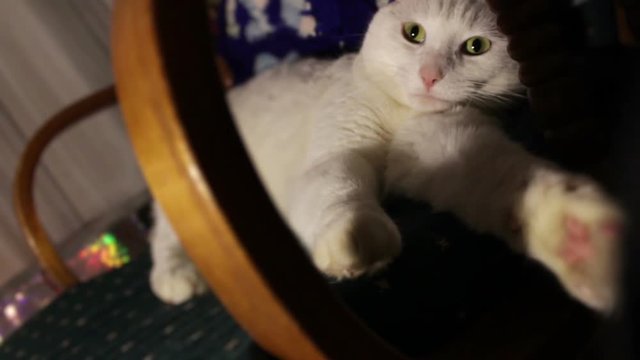 Fluffy white cat can't let go of owner on rocking chair
