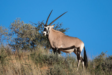 Oryx AKA Gemsbok