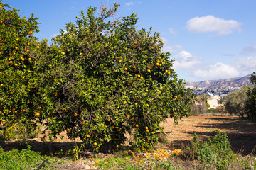 Fototapeta na wymiar orange trees plantations