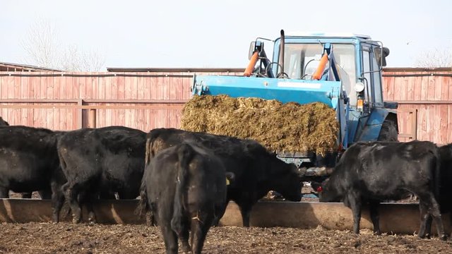 Black Cows On Farm