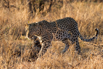 Leopard in the wild