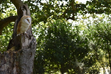 Barn Owl in tree southern England New Forest