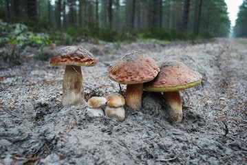 Mushrooms in the forest.