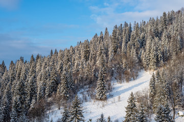 Carpathian winter landscape, Ukraine