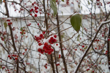 The bunch of a rowan covered a snow in a winter