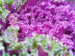 Ornamental kale. Colored ornamental cabbage.