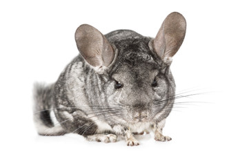 Grey chinchilla over white