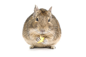 Small Degu isolated on a white