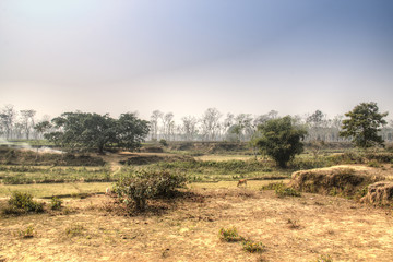 Tea fields in Srimangal in the Sylhet division of Bangladesh
