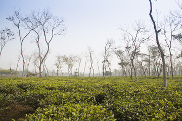 Fototapeta na wymiar Tea fields in Srimangal in the Sylhet division of Bangladesh 