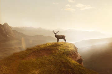 Naklejka premium Hirsch bei Sonnenaufgang auf einem Berg