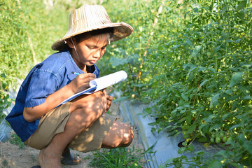 Asian boy working on tomato farm