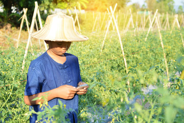 Asian boy working on tomato farm