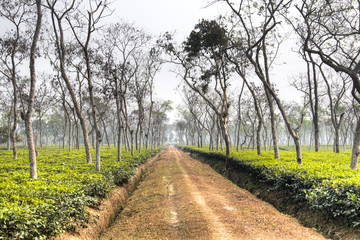 Fototapeta na wymiar Tea fields in Srimangal in the Sylhet division of Bangladesh 