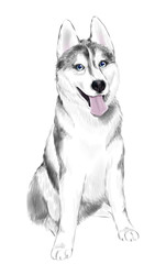 White And Gray Adult Siberian Husky Dog Or Sibirsky Husky With Blue Eyes