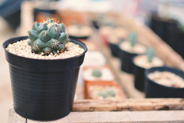 Little beautiful cactus  purple background , hipster tone