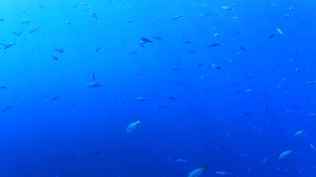Underwater fish in ocean