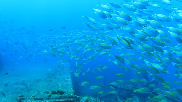 Underwater fish in ocean