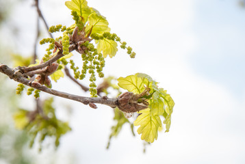 spring