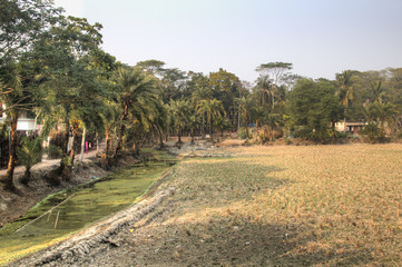 Fototapeta premium Fields next to a village in Bagerhat, Bangladesh 