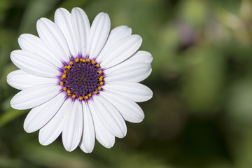 Fototapeta premium Macro photograph of a white daisy