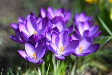 View of blooming spring flowers crocus growing in wildlife