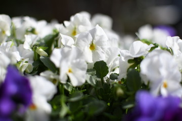 White Pansy, Viola cornuta (horned violet)