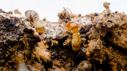 termite