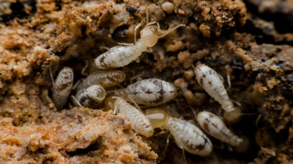 termite