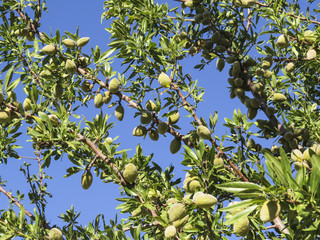 Almond plant in Sicily, Italy