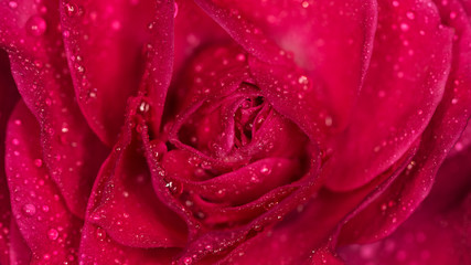 Rose flower with drops of water. Macro photography, small depth of field
