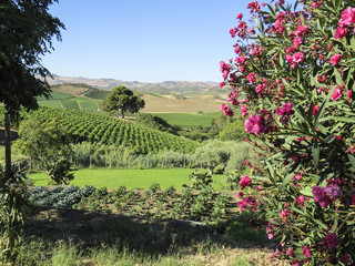 Fototapeta na wymiar flowers and fields in Sicily, Italy