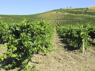 Fototapeta na wymiar vineyard in Sicily, Italy