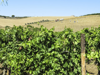 Fototapeta na wymiar vine plants and fields in Sicily, Italy
