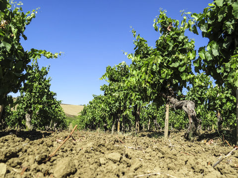 vineyard in Sicily, Italy