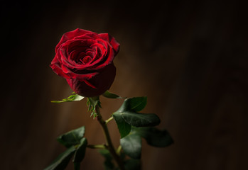 Red rose. Macro shot with shallow depth of field.