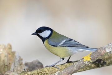 Fototapeta premium Great tit on branch side