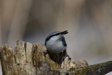 Eurasian nuthatch sitting on a tree with seeds in its beak