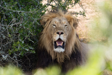 Lion relaxing in the shadow