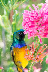 Colourful Bird