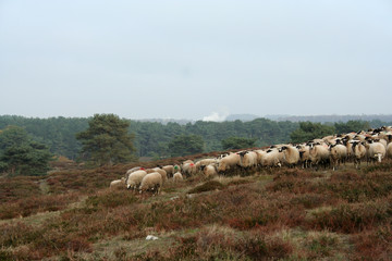 Sheep on the hill on the hei