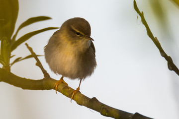 Willow warbler