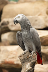 Grey parrot on a branch