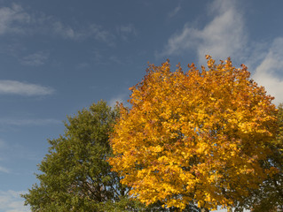 Fototapeta premium Herbst