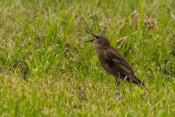 young common starling