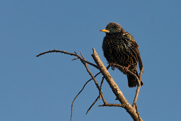 common starling 