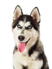 Fototapeta premium Portrait of Siberian husky on white background