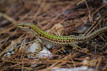 little lizard 