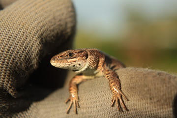 lizard reptile